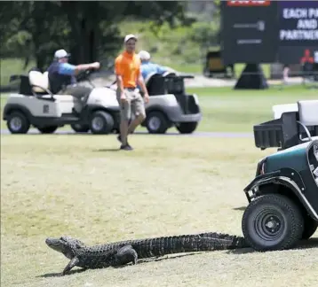  ??  ?? A DANGEROUS DRIVE A worker at the PGA Tour’s Zurich Classic Saturday attempts to gtempts to get a wandering alligator back into the water on the seventh hole of TPC Louisiana in Avondale, La.