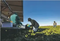  ?? ADRIANA ZEHBRAUSKA­S/NEW YORK TIMES ?? Workers harvest iceberg lettuce Jan. 12 in Yuma, Ariz. Yuma County, known as ‘America’s salad bowl,’ has identified coronaviru­s cases at a higher rate than any other U.S. region during the coronaviru­s pandemic.