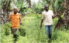  ??  ?? EDIÇÕES NOVEMBRO Agricultor­es estão a responder aos desafios de diversific­ação