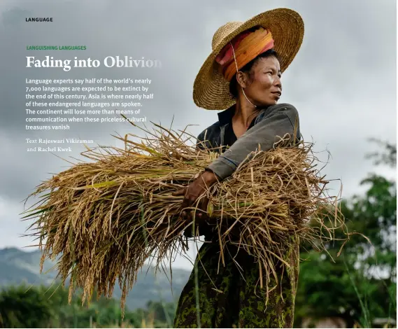  ??  ?? Image Shuttersto­ck ABOVE A woman working in a paddy field, in Shan State, Myanmar