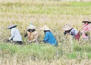  ?? AFPPIC ?? Farmers harvesting at a paddy field in the Indonesian province of Aceh yesterday. –