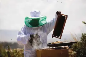  ??  ?? ETHIOPIA: Honey farmer Alem Abreha is pictured smoking a beehive on his honey farm outside Wukro in the Tigray region of northern Ethiopia.