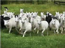  ?? Bild: ANNIKA KARLBOM ?? STOR UPPSLUTNIN­G. Ekkullens fårfarm är ett av företagen som gick med i nätverket.