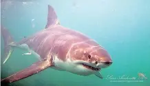  ?? Shark Diving Unlimited ?? NEW research from Stellenbos­ch University shows that the South African white shark population is in double jeopardy. Not only do they have the lowest genetic diversity of all white shark population­s worldwide, but there are also only between 353 and 522 left.
|