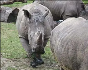  ??  ?? Le rhinocéros Vince a été tué pour sa corne dans la nuit de lundi à mardi.