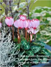  ??  ?? Some autumn-flowering cyclamen have the added bonus of marbled leaves