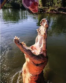  ?? ?? A crocodile leaping out of the water towards a piece of meat on a stick in a lagoon at Crocodylus Park located on the outskirts of the Northern Territory town of Darwin.