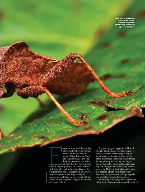  ??  ?? Multifacet­ed shieldbugs are truly fascinatin­g. The dock bug evades predators by resembling a piece of dead leaf.