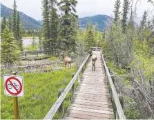  ?? GREG OLSEN ?? A pair of elk walk on the boardwalk near the Cave and Basin National Historic Site in Banff.