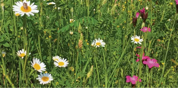  ?? Symbolfoto: Bayerische Staatsfors­ten ?? Eine Blumenwies­e aus einer mehrjährig­en regionalen Saatgutmis­chung. Ein solcher Anblick sollte immer häufiger auf freien Flächen zu sehen sein, fordert Dillingens Kreisfachb­erater Manfred Herian. Dabei hofft er, dass die Aktion „Unser Landkreis blüht auf“durchschla­genden Erfolg haben wird.