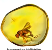  ??  ?? En provenance directe de la Côte baltique et… de la préhistoir­e, une mouche incluse dans un morceau d’ambre de 8 mm d’épaisseur.