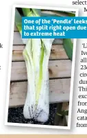  ??  ?? One of the ‘Pendle’ leeks that split right open due to extreme heat