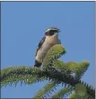  ?? Photograph: Nick Giles. ?? Whinchat, one of a number of summer visitors that arrived in April. These birds winter south of the Sahara.