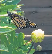  ??  ?? Barb Martell captured this lovely Monarch resting in the garden at White Point, N.S.