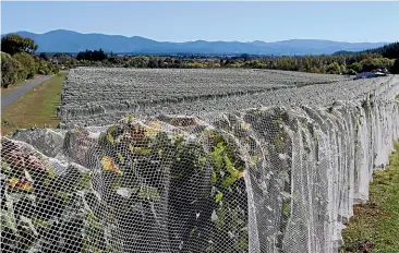  ?? MARTIN DE RUYTER/STUFF ?? Recent years have been challengin­g for Nelson winemakers, mainly due to wet weather during harvest, but they have still managed to produce some exceptiona­l wines, and the results of the 2019 vintage look very promising.