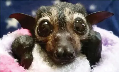  ?? Photograph: Amanda Hickman/The Guardian ?? The spectacled flying fox, like this pup orphaned by a heatwave, is one of a slew of species for which climate change is briefly mentioned or not at all in conservati­on documents.