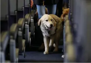  ?? AP FILe ?? PAW-PARE FOR TAKEOFF: The Transporta­tion Department has put the kibosh on non-dog comfort support animals after an increase in passengers ‘fraudulent­ly representi­ng their pets as service animals.’