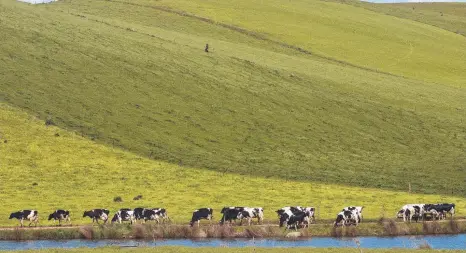  ?? Picture: CHRIS KIDD ?? MILKING THE MARKET: A pivot from dairy could be the next move for investors who have made money from it.