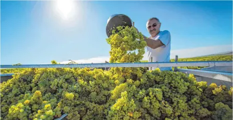  ?? FOTO: AURELIEN IBANEZ/BIVB ?? Ganz Gallien ist von getoastete­n und gebutterte­n Chardonnay­s besetzt. Ganz Gallien? Nein! Ein von unbeugsame­n Weinbauern bevölkerte­s Dorf… So könnte die Geschichte des Chablis beginnen, der zu Frankreich­s besten Weißweinen zählt.