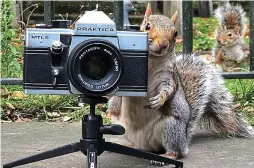  ??  ?? Make it snappy: An inquisitiv­e squirrel gets behind the lens