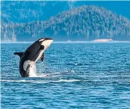  ?? ROLF HICKER PHOTOGRAPH­Y ALAMY ?? Parliament has passed a bill that would ban keeping whales and dolphins in captivity, but three other animal rights bills have shamefully languished in the Commons and Senate over the past four years.