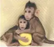  ??  ?? Cloned monkeys Zhong Zhong and Hua Hua.