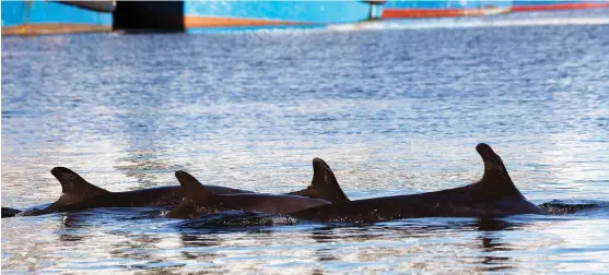  ?? Picture: David G Richardson ?? NO SAFE HARBOUR: A pod of four false killer whales arrived at the Port of Table Bay in the V&A Marina on Sunday. Attempts were made by the Department of Environmen­tal Affairs and the Two Oceans Aquarium to refloat the pod, which includes three adults...