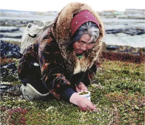  ?? YVAN POULIOT ?? Les villageois de Kangiqsual­ujjuaq, au Nunavik, cueillent les plantes qui entrent dans la compositio­n des tisanes inuites Délice boréal dans des conditions difficiles, le corps plié en quatre toute la journée, le soleil qui peut taper très fort, les...