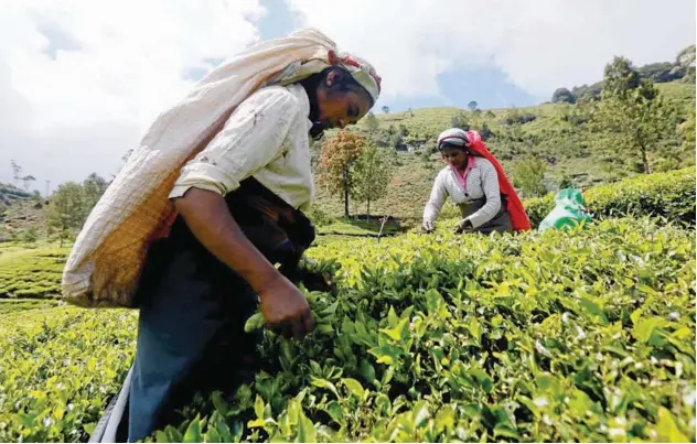  ?? Reuters ?? ↑
Tea workers pluck leaves at an estate in Nuwara Eliya, Sri Lanka.