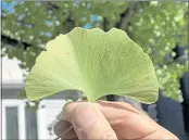  ?? LEE REICH - THE ASSOCIATED PRESS ?? This undated photo shows a ginkgo leaf in New Paltz, NY.