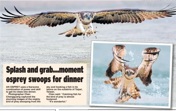  ?? Pictures: CHEN CHENGGUANG/CATERS ?? AN OSPREY uses a fearsome combinatio­n of power and skill to get its claws into dinner.Photograph­er Chen Chengguang captured the stunning images of the mighty bird of prey swooping from the sky and hooking a fish in its talons on the outskirts of Taipei, Taiwan.Chen said: “Catching fish for the bird of prey is almost foolproof.“It’s wonderful.”