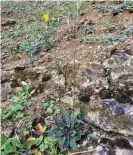  ?? Photograph: Matt Shardlow ?? ‘Botanists classify British hawkweeds into about 340 “species”, of which 176 are dangerousl­y rare.’