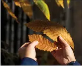  ??  ?? American and Chinese chestnut leaves