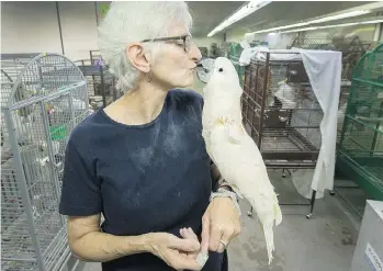  ?? ARLEN REDEKOP ?? Bob, a Moluccan cockatoo, cuddles up to Jan Robson inside the Greyhaven Exotic Bird Sanctuary in Vancouver on Wednesday. About 170 rescued birds at the sanctuary are still looking for homes.