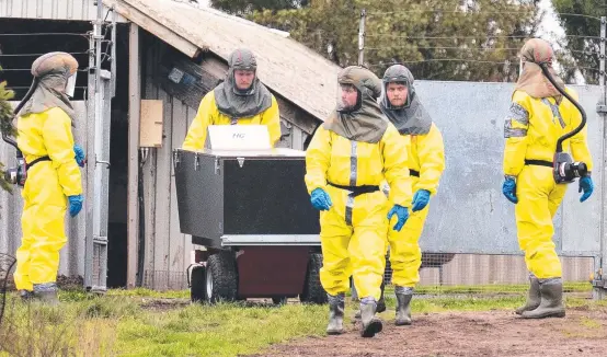  ??  ?? Danish emergency workers begin the harrowing task of culling as many as 17 million minks on farms where a mutated strain of the coronaviru­s has passed from the animals (inset) to humans. Pictures: AFP