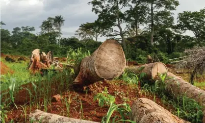  ?? Photograph: Ruth Maclean/The Guardian ?? Felled cocoa trees in Mont Tia forest reserve, Ivory Coast.