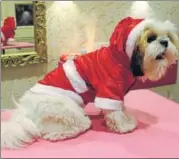  ??  ?? Dress your pooches in Santa costumes, this Christmas