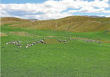  ??  ?? Even with perfect autumn weather and exceptiona­l pasture growth rates, many farmers are still heading into the colder months behind the eight-ball.