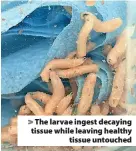  ?? ?? The larvae ingest decaying tissue while leaving healthy tissue untouched
