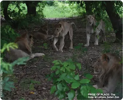  ?? ?? PRIDE OF PLACE: The lions at Lahore Safari Zoo