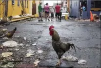  ?? ALEX WROBLEWSKI, GETTY IMAGES ?? Chickens venture into the street in San Juan, Puerto Rico, a day after the devastatin­g hurricane Maria made landfall.