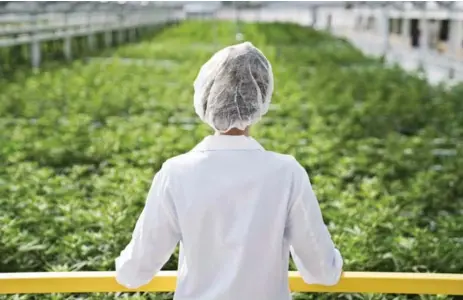  ?? APHRIA/THE CANADIAN PRESS ?? Aphria Inc. also signed a deal to sell its stake in Arizona-licensed producer Copperstat­e Farms to U.S. medical cannabis company Liberty Health Sciences.