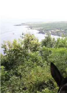  ??  ?? Visitors to the leper colony of Kalaupapa get there by taking a small plane, hiking a tough trail or riding a mule.