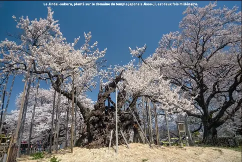  ??  ?? Le Jindai-sakura, planté sur le domaine du temple japonais Jisso-ji, est deux fois millénaire.