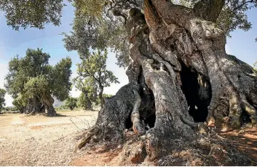  ??  ?? In Puglia, in the deep south of Italy, there are olive trees that are 2000 years old – a mark of permanence in a nation with some very modern problems.