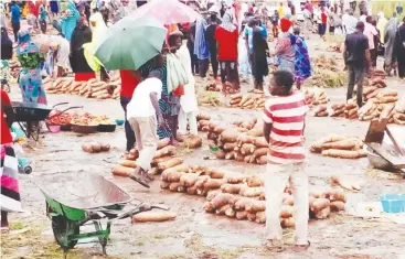  ?? Photo Magaji Isa Hunkuyi. ?? Hawan Mika yam markets in Yorro Local Government Area of Taraba State