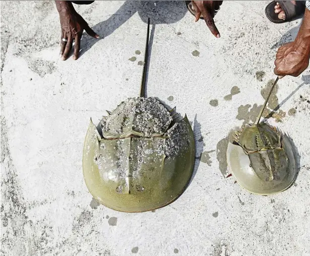  ?? — Filepic ?? 1 Unequal sex ratio: scientists in sabah discovered that male horseshoe crabs outnumber the females. this disrupts their reproducti­ve ability.