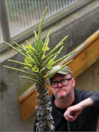  ?? PHOTOS BY BARRY GRAY, THE HAMILTON SPECTATOR ?? Alex Henderson, horticultu­rist at the RBG, examines the flowers on Puya Chilensis. The plant, which typically blooms after about 20 years, has been at the RBG since 1986, and after 31 years has finally bloomed. The plant will bloom once, then die. The...