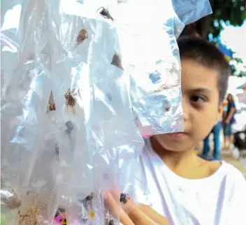  ?? SUNSTAR FOTO / ALEX BADAYOS ?? NOT JUST CHILD’S
PLAY. Outside some schools, spiders kept in plastic sachets are still sold. But it’s not just children who play; spider “derbies” have become a form of gambling that some adults bet on. There’s even a kind of doping involved.