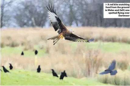  ?? Ian Cooper ?? > A red kite snatching food from the ground in Wales and (left) one spotted flying over Dartmoor